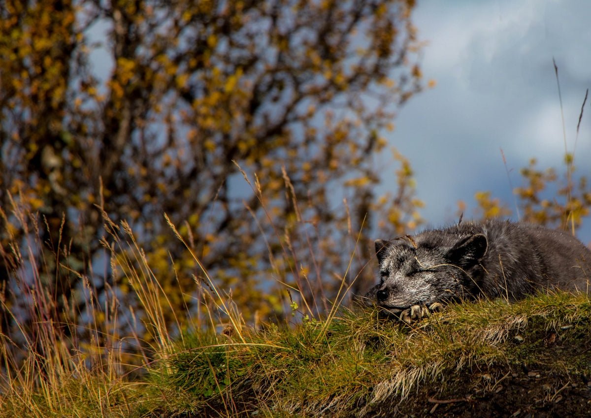 Ulf: The Courageous Wolf Weaving into Nordic Ancestry - Oli Prik Copenhagen