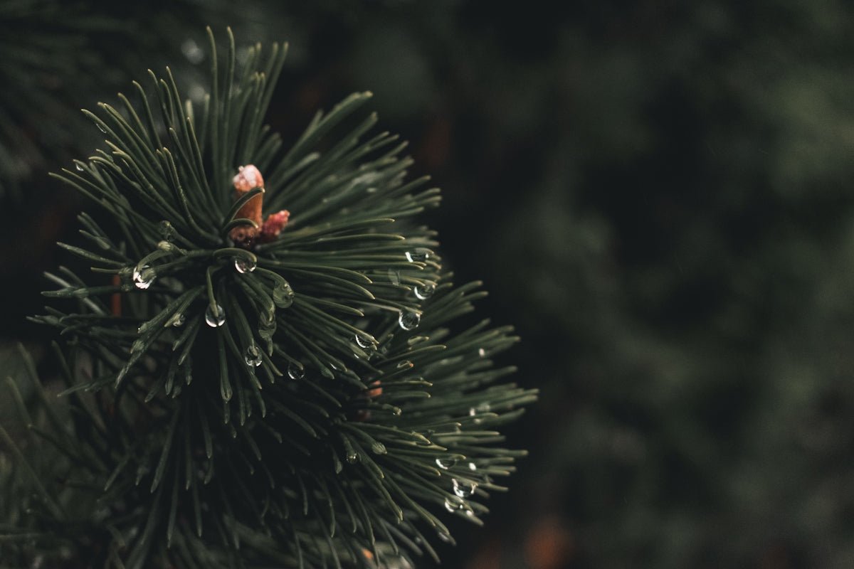 Thorvald: The God-like Strength and Leadership of This Nordic Legacy - Oli Prik Copenhagen